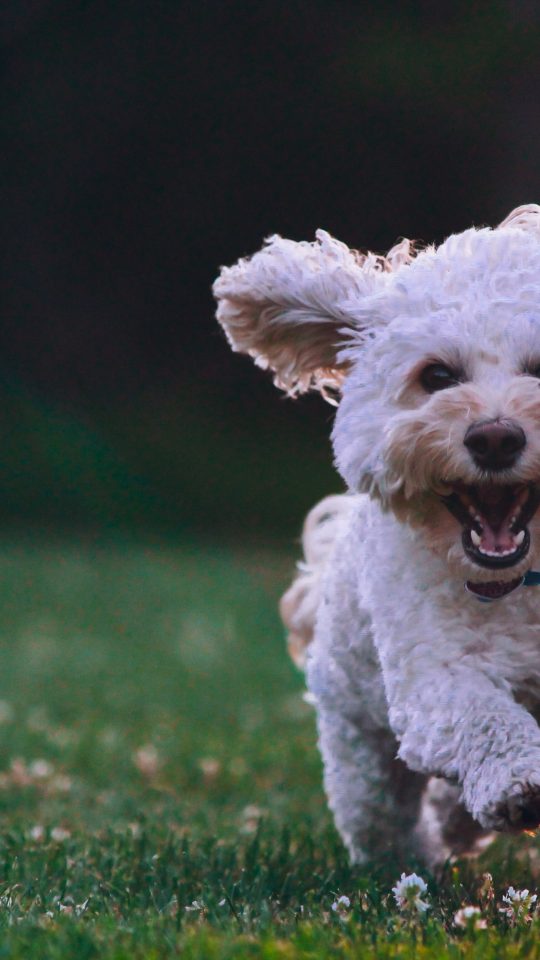 shallow focus photography of white shih tzu puppy running on the grass